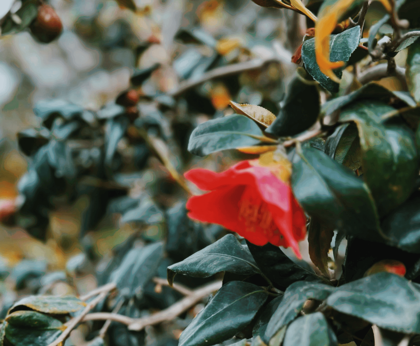 A picture of a Rose flower in bloom